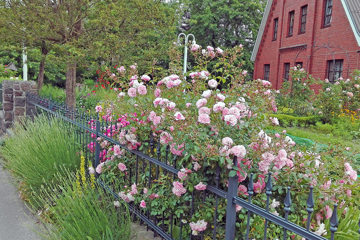Rosenbeet mit schmiedeeisernem Zaun und Klinkerfassade